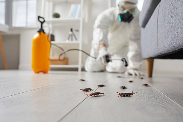 Affordable Termite Control solutions in Tice, FL